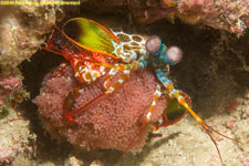 peacock mantis shrimp with eggs
